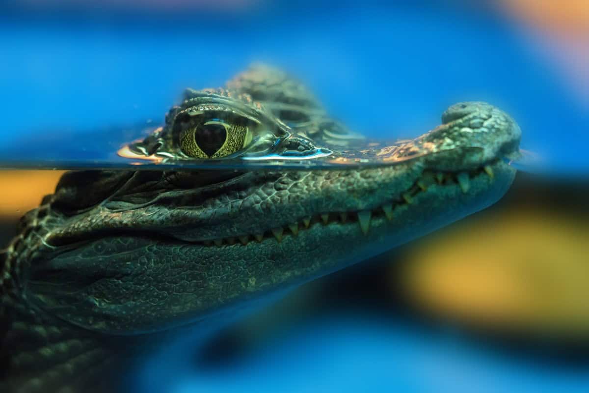 Young spectacled caiman or Caiman crocodilus